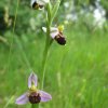 ophrys apifera